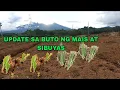 Download Lagu Buto ng sibuyas at buto ng mais update