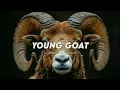 YOUNG G.O.A.T - Cheema Y | Gur Sidhu | (Slowed + Reverb)