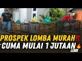 GEMPAR‼️ GALERY MURAI JAKARTA🔥 JUAL MURAI PROSPEK LOMBA \u0026 PRESTASI CUMA MULAI 1 JUTAAN LEBIH‼️