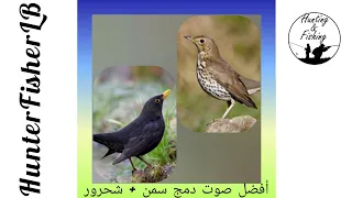 صوت سمن وشحرور دمج رائع للصيد صوتين سمن صوتين شحرور سك Song Thrush Blackbird Mix Hunting Thrush 