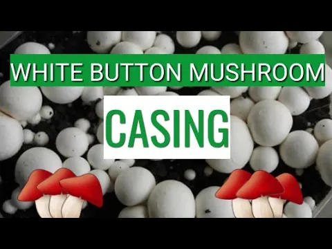Outline Video Button Mushroom | Casing