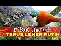 Tepus Leher Putih Pikat Suara jernih teruji langsung merapat