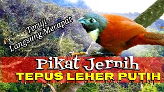 tepus leher putih pikat suara jernih teruji langsung merapat