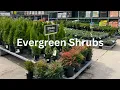 Shopping for Evergreen Shrubs at Home Depot Garden Center