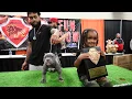 AGBtv ABKC Allentown Bully Convention 7