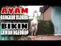 Download Lagu Keistimewaan ayam blorok bulu yang berwarna unik