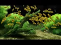Download Lagu Dream Aquarium - Labidochromis (4K)