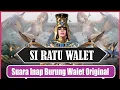 Lagu Suara Inap Ratu Walet Original Suara Inap Burung Walet