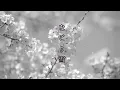 なごり雪　/　イルカ