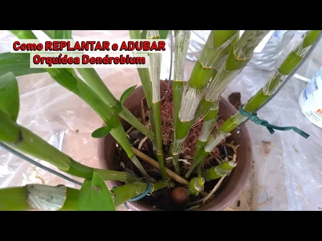 DICAS DONA MARIA COMO REPLANTAR E ADUBAR ORQUÍDEA DENDROBIUM