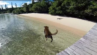 Dog Abandoned on Casy Island – New Caledonia