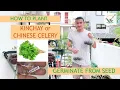 Planting Kinchay Kintsay or Chinese Celery Seed Germination Process