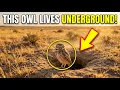 This Tiny Owl Builds a Secret Underground World Burrowing Owl Life Cycle