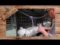 Where to Buy Meat Rabbit Breeding Stock