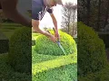 Lagu Relaxing Garden Maintenance: Precision Trimming for a Sharp Landscape