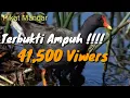 Download Lagu Suara Pikat Burung Mandar Paling Ampuh Untuk Berburu