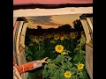 Javelin - Kevin Morby