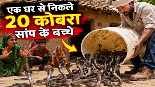एक ही घर के अंदर छिपे हुए थे 18 कोबरा सांप के बच्चे 🤔 Ballia Rescue team - 7985258402
