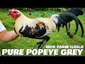Download Lagu Pure Popeye Grey MDR FARM ILOILO | Don Ryan Villanueva