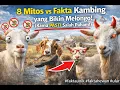 Lagu 8 Mitos vs Fakta Kambing yang Bikin Melongo! (Kamu PASTI Salah Paham!)#faktaunik #faktahewan