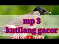 Download Lagu suara kutilang || MP3 kutilang gacor