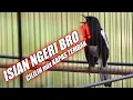 Download Lagu AWAS‼️ JANGAN COBA DENGARKAN 😱😱 ISIAN KAPAS TEMBAK MIX CILILIN DIBAWAIN KACER