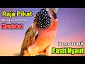 Lagu SUARA BURUNG TEKUKUR kuk 1 dan kuk 3 bersahutan - Ampuh Untuk Pikat \u0026 Pancingan Bikin Lawan Datang