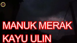 manuk merak kayu ulin