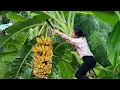 Download Lagu Single mother abandoned by husband, picks bananas to make a living in dire straits