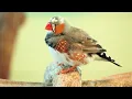 Relaxing Rain and Bird Sounds 🕊️🌧️ Peaceful Nature Sounds for Sleep, Focus & Relaxation