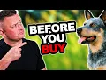 Is the AUSTRALIAN CATTLE DOG Right for You