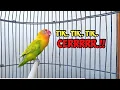 Download Lagu Suara Lovebird Ngekek Panjang NGETIK TAJAM Memancing EMOSI, HITUNGAN MENIT Lovebird LANGSUNG BUNYI