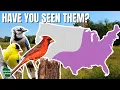 10 Backyard Birds Everyone Should Know An Identification Guide with Range Maps