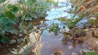 ضليت اطلع فيكي لحفصتك بصمت لايك وشتراك واكسبلور   دندنها