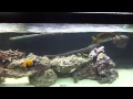 Download Lagu 125 Gallon Saltwater Predator Tank