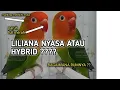 Download Lagu Liliana Nyasa / Hybrid ?