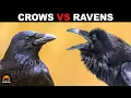 What is the Difference Between Crows and Ravens
