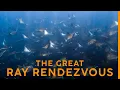 This is the LARGEST Migration of Rays in the WORLD