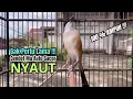 Download Lagu burung cendet gacor JITU BONGKAR ISIAN PANCINGAN CENDET AGAR BUNYI jadikan BURUNG PENTET GACOR EMOSI
