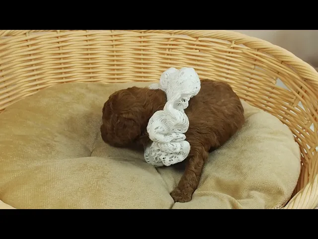 動画