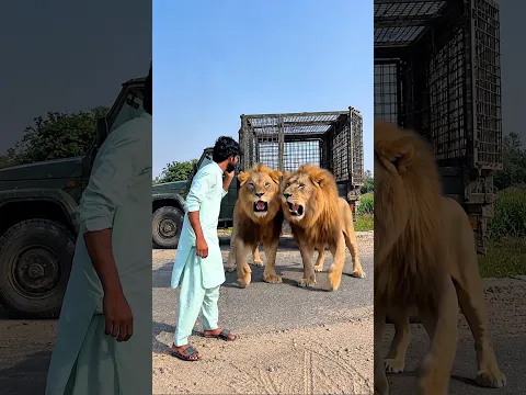 Dangerous Lion 🦁 Last Me Tabahi 😨 #ytshorts #youtubeshorts #funny 