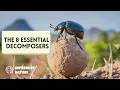 These Are the 8 Essential Decomposers