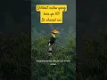 Download Lagu Burung rangkok Penjaga Hutan yang Gagah #anime  #BurungLangka #HewanUnik #WildlifeIndonesia