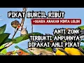 Download Lagu 🔴 Pikat burcil paling ampuh suara pikat burung kecil paling dicari tukang pikat
