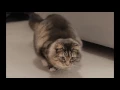 Animal Gifs
