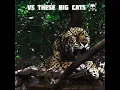 Download Lagu Others vs these big cats roaring ☠️ #shorts #shortsfeed #animals #roar #edit #viralshorts