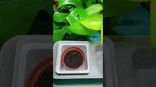 زراعة الفراوله باكثر من طريقه داخل المنزل لايك و اشتراك من فضلك لدعم القناة 