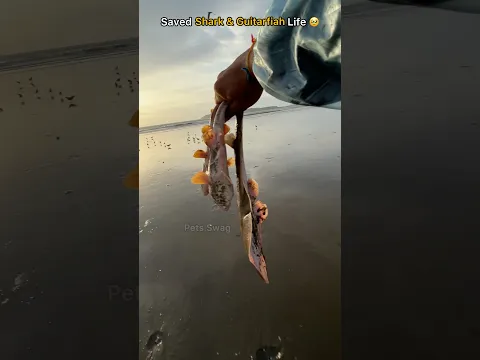 Saved endangered guitarfish and shark 🥹
