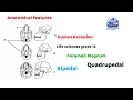 How to analyze tricky questions under different skulls Human Evolution