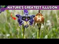 Download Lagu Deze 20 bloemen lijken op dieren, mensen... en zelfs buitenaardse wezens!